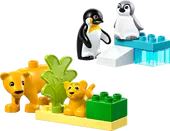 Wild Animal Families: Penguins & Lions