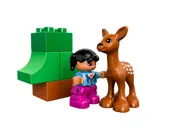 Forest: Animals