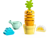 Growing Carrot