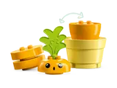 Growing Carrot