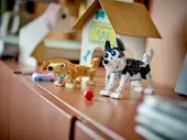 Adorable Dogs