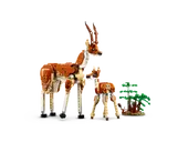 Wild Safari Animals