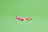 Wild Animals: Pink Flamingo